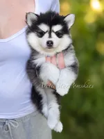 Jasmine, a female Pomsky for sale in Wausau, WI – 10 of 10