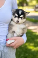 Raya, a female Pomsky for sale in Wausau, WI – 5 of 10