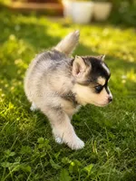 Raya, a female Pomsky for sale in Wausau, WI – 9 of 10