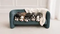 Raya, a female Pomsky for sale in Wausau, WI – 4 of 10