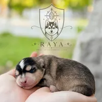 Raya, a female Pomsky for sale in Wausau, WI – 2 of 10