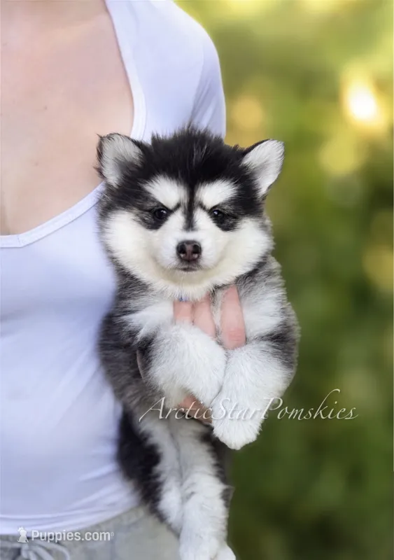 Jasmine – Pomsky puppy for sale in Wausau, WI