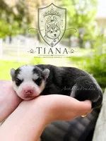 Tiana, a female Pomsky for sale in Wausau, WI – 9 of 9