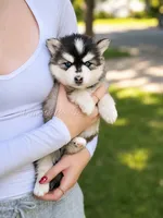 Raya, a female Pomsky for sale in Wausau, WI – 8 of 10
