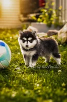 Jasmine, a female Pomsky for sale in Wausau, WI – 4 of 10