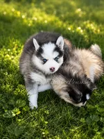 Tiana, a female Pomsky for sale in Wausau, WI – 6 of 9