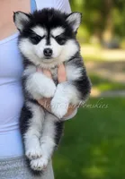 Jasmine, a female Pomsky for sale in Wausau, WI – 8 of 10