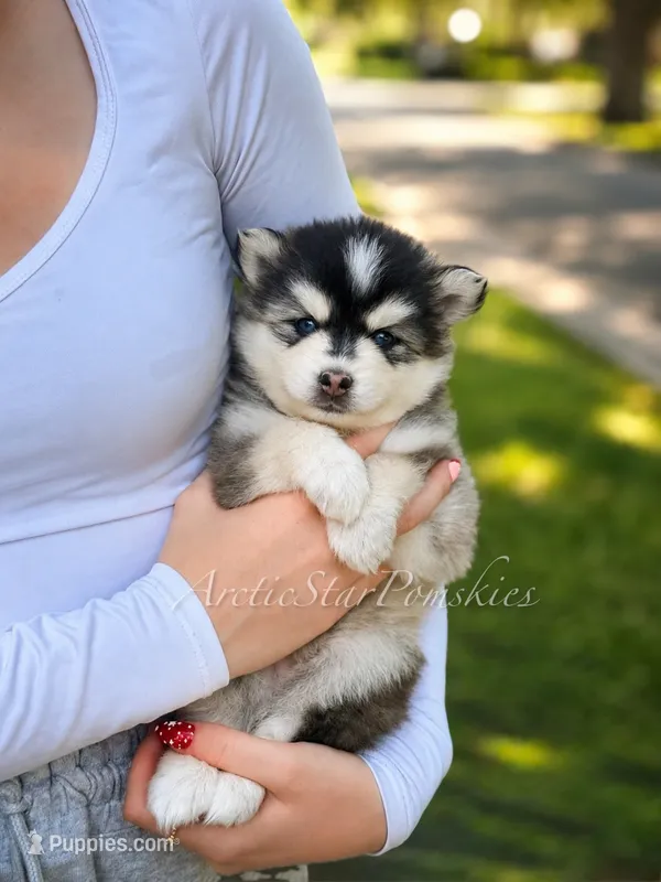 Raya – Pomsky puppy for sale in Wausau, WI