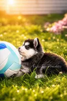 Jasmine, a female Pomsky for sale in Wausau, WI – 3 of 10