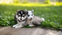 Raya, a female Pomsky for sale in Wausau, WI – 3 of 10