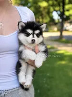 Jasmine, a female Pomsky for sale in Wausau, WI – 6 of 10