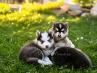 Tiana, a female Pomsky for sale in Wausau, WI – 5 of 9
