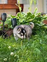 Raya, a female Pomsky for sale in Wausau, WI – 10 of 10
