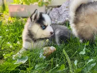 Tiana, a female Pomsky for sale in Wausau, WI – 8 of 9