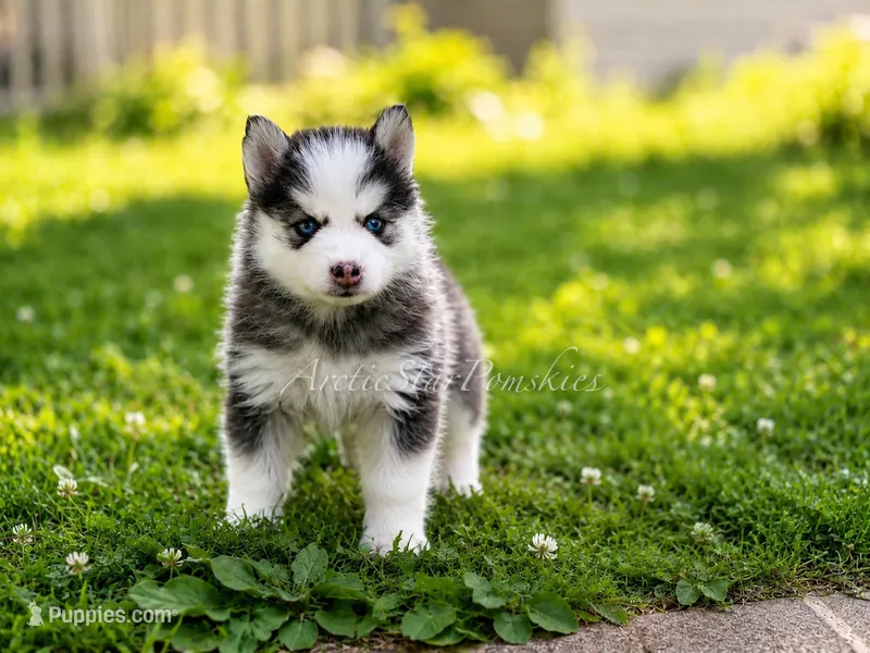 Tiana – Pomsky puppy for sale in Wausau, WI