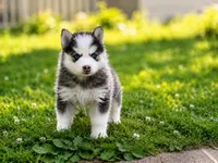 Tiana, a female Pomsky for sale in Wausau, WI – 1 of 9