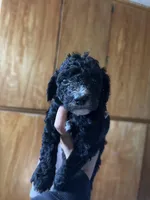 Miniature poodle, a male Poodle - Miniature  for sale in Porterville, CA – 2 of 2
