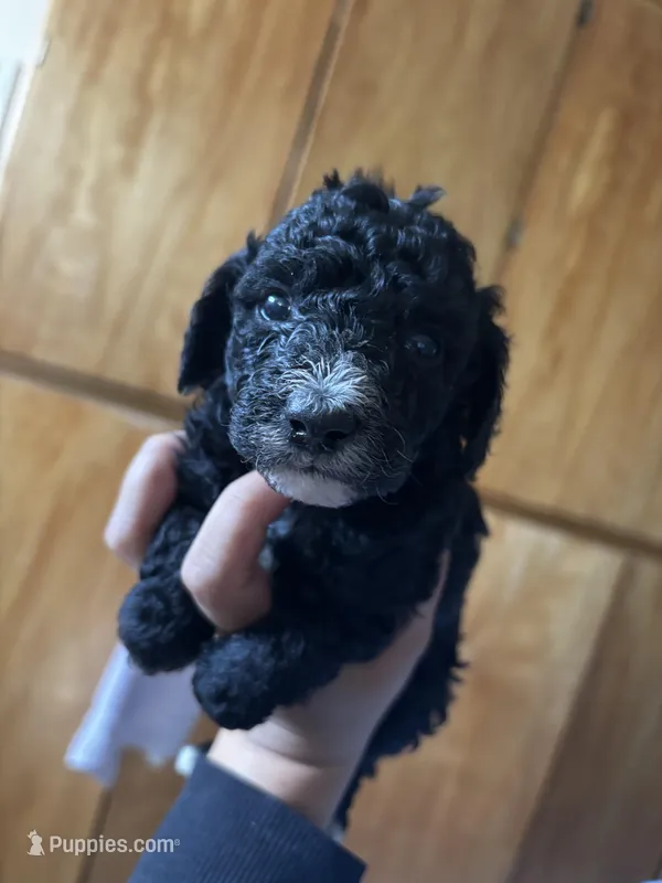 Miniature poodle – Poodle - Miniature  puppy for sale in Porterville, CA