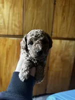 Miniature poodle , a male Poodle - Miniature  for sale in Porterville, CA – 1 of 2