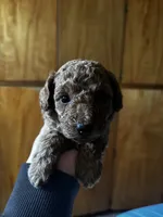 Miniature poodle , a male Poodle - Miniature  for sale in Porterville, CA – 2 of 2