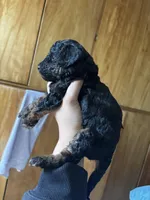 Miniature Poodle, a male Poodle - Miniature  for sale in Porterville, CA – 3 of 3