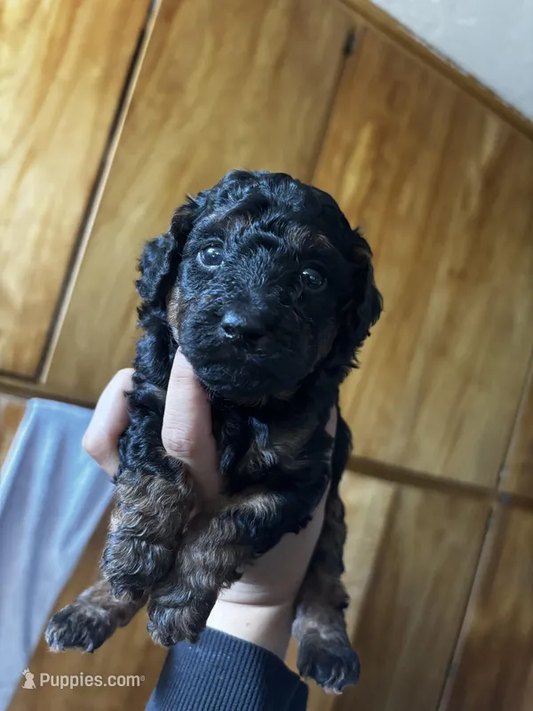 Miniature Poodle – Poodle - Miniature  puppy for sale in Porterville, CA