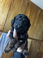 Miniature Poodle, a male Poodle - Miniature  for sale in Porterville, CA – 1 of 3