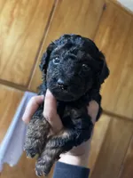 Miniature Poodle, a male Poodle - Miniature  for sale in Porterville, CA – 2 of 3