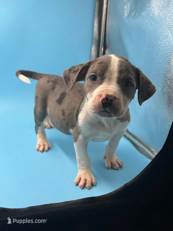 Blue Merle male  – American Bully puppy for sale in Kannapolis, NC