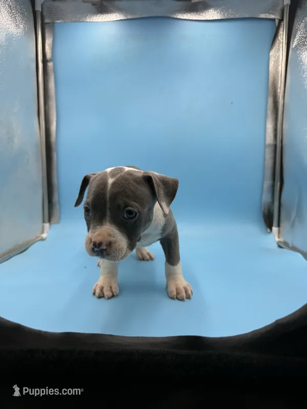 Red collar  – American Bully puppy for sale in Kannapolis, NC