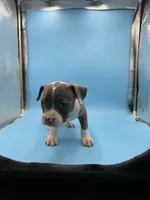Blue female , a female American Bully for sale in Kannapolis, NC – 1 of 2