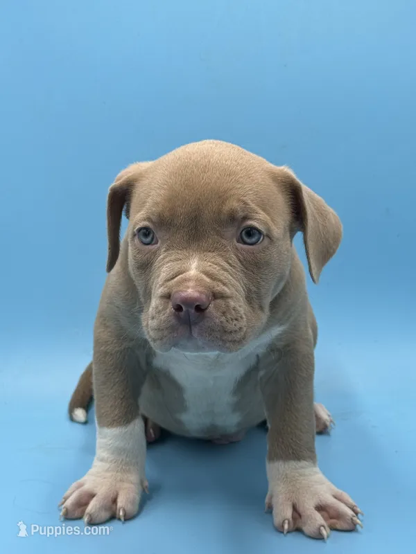 Brown pup  – American Bully puppy for sale in Kannapolis, NC