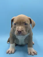 Big boy, a male American Bully for sale in Kannapolis, NC – 1 of 4
