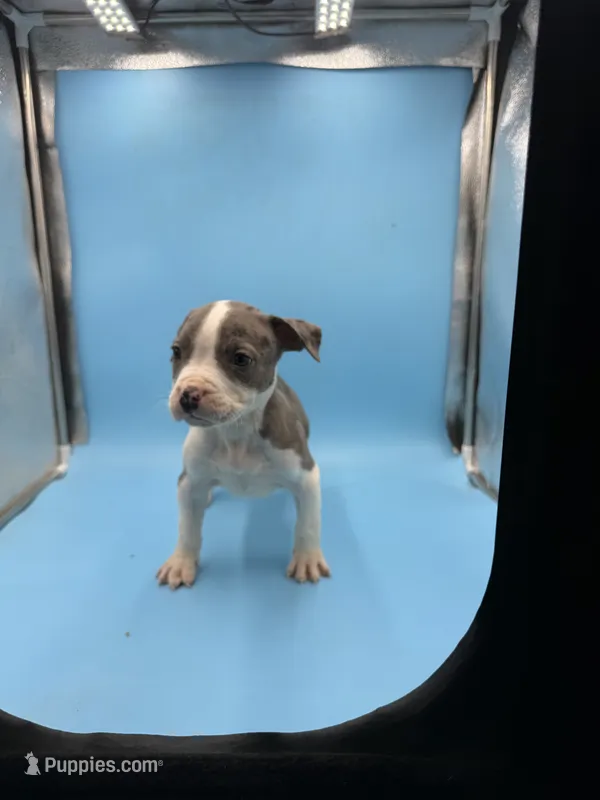 Blue male  – American Bully puppy for sale in Kannapolis, NC
