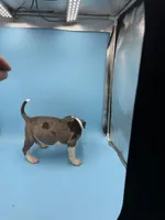 Blue Merle male , a male American Bully for sale in Kannapolis, NC – 3 of 4