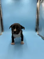 Black female , a male American Bully for sale in Kannapolis, NC – 1 of 2