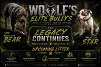 Blue female , a female American Bully for sale in Kannapolis, NC – 2 of 2