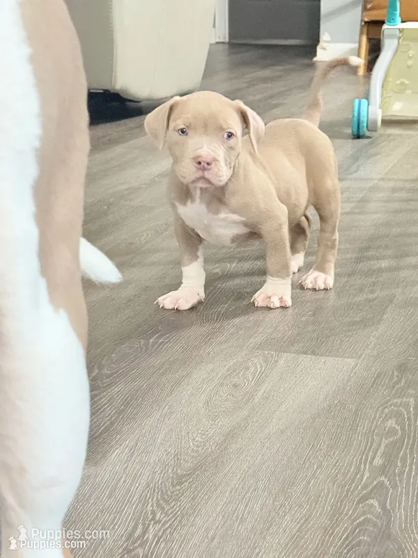 Big boy – American Bully puppy for sale in Kannapolis, NC
