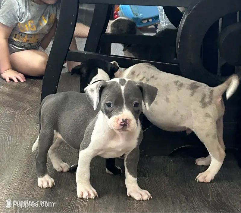 Blue female  – American Bully puppy for sale in Kannapolis, NC