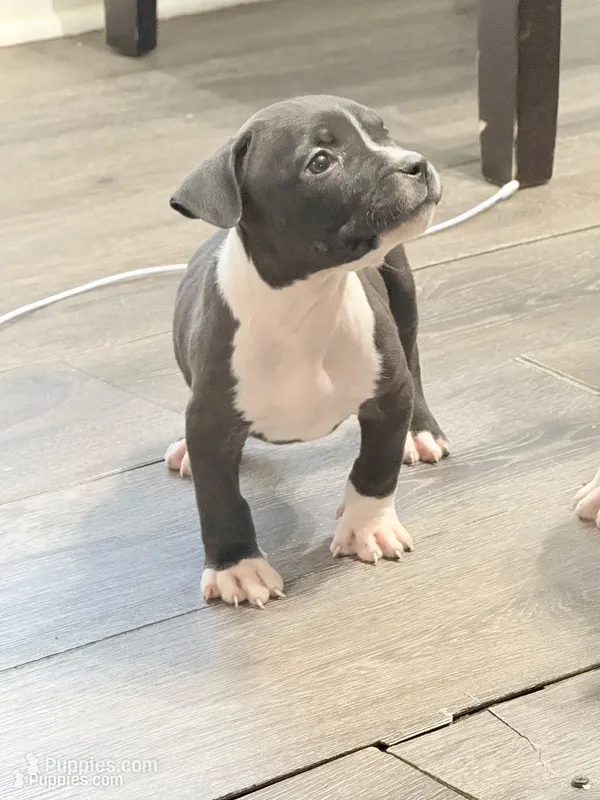 Black female  – American Bully puppy for sale in Kannapolis, NC