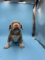 Big boy, a male American Bully for sale in Kannapolis, NC – 4 of 4