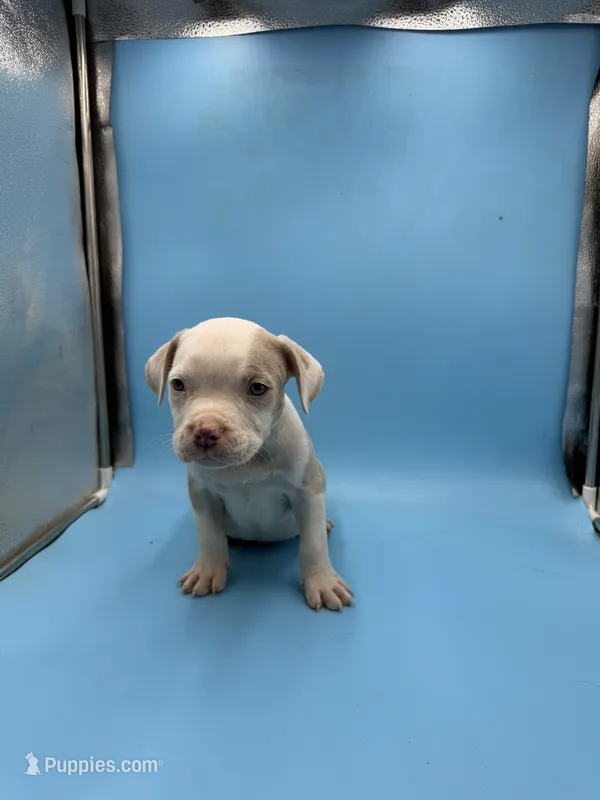 White pup  – American Bully puppy for sale in Kannapolis, NC