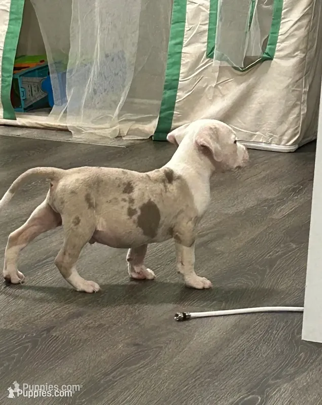 Tribald Merle pup  – American Bully puppy for sale in Kannapolis, NC