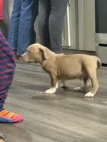 Big boy, a male American Bully for sale in Kannapolis, NC – 2 of 4