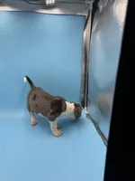 Blue Merle male , a male American Bully for sale in Kannapolis, NC – 2 of 4
