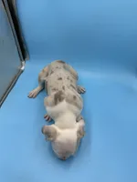 Tribald Merle pup , a male American Bully for sale in Kannapolis, NC – 2 of 3
