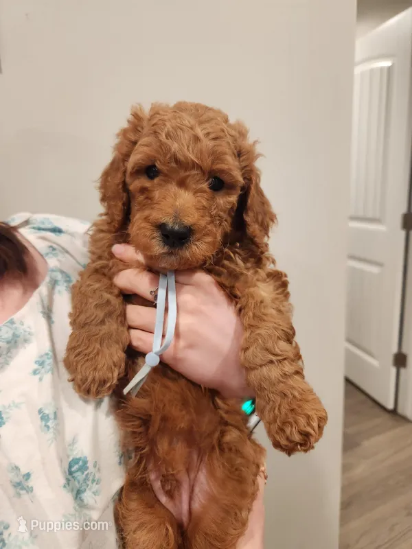 Chunky Monkey – Poodle - Standard  puppy for sale in Willard, UT
