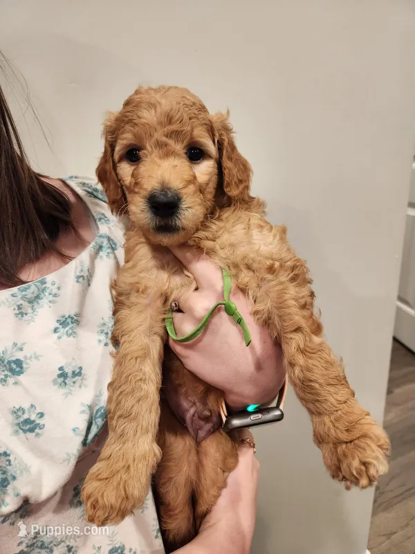 Little Green Giant – Poodle - Standard  puppy for sale in Willard, UT