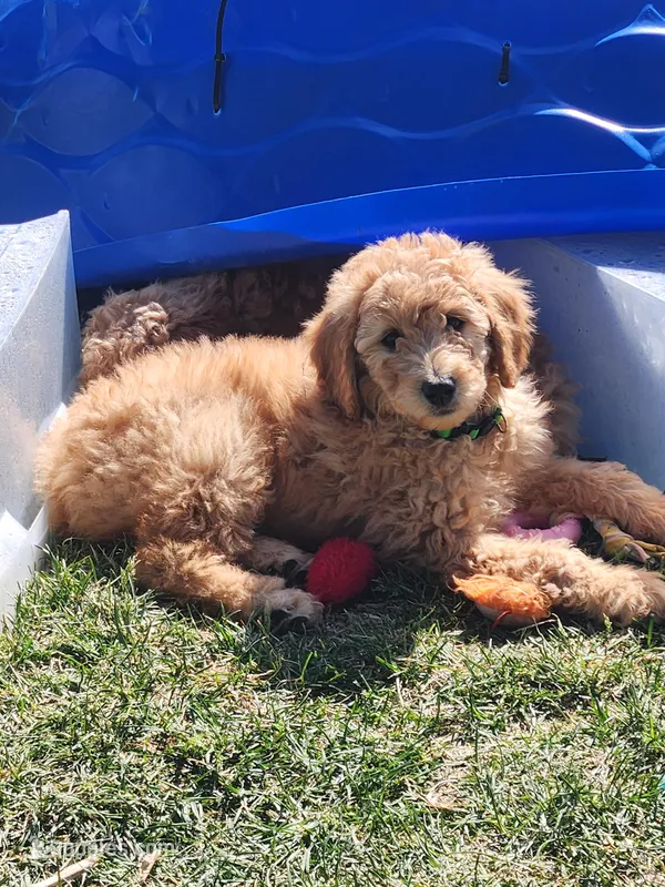 Little Green Giant – Poodle - Standard  puppy for sale in Willard, UT