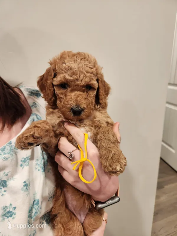 Sunshine – Poodle - Standard  puppy for sale in Willard, UT
